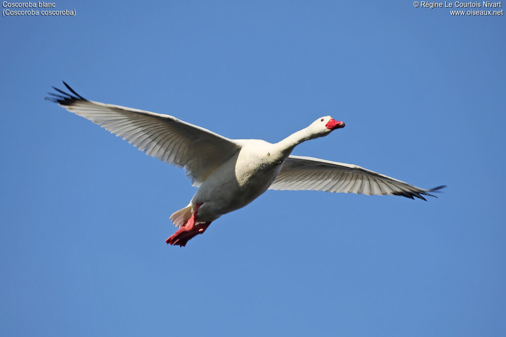 Coscoroba Swan, Flight