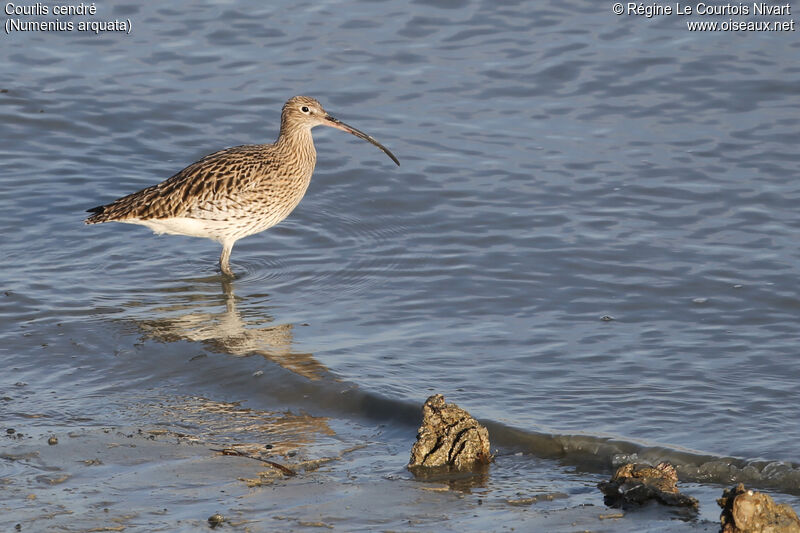 Eurasian Curlew