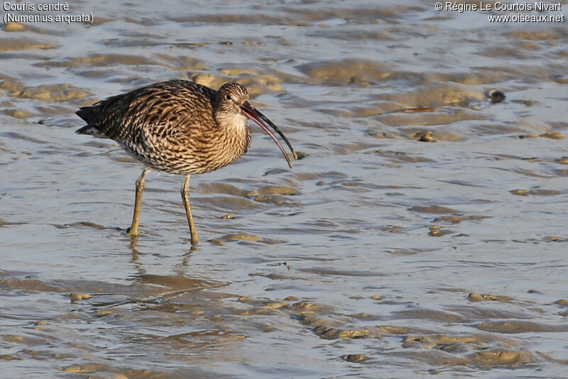 Eurasian Curlew