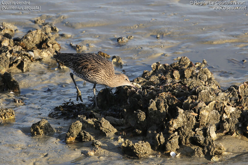 Eurasian Curlew