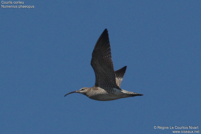 Eurasian Whimbrel, Flight