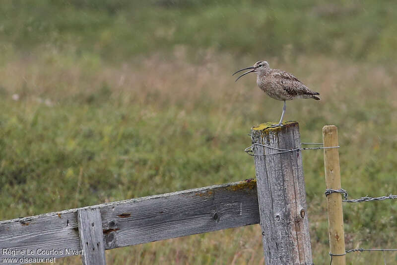 Eurasian Whimbreladult, habitat, song