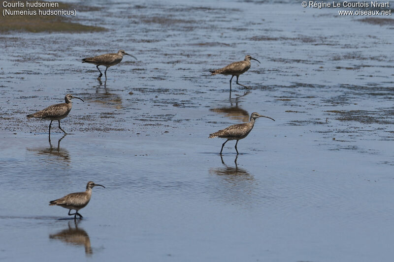 Hudsonian Whimbrel