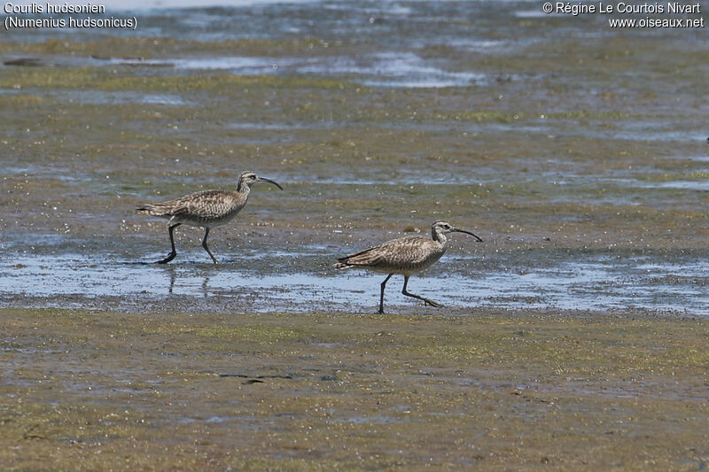 Hudsonian Whimbrel