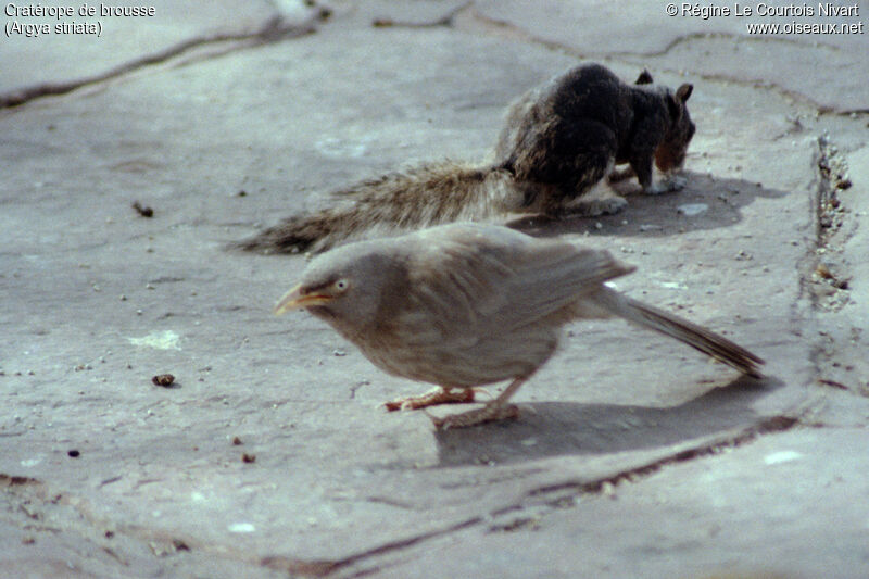 Jungle Babbler