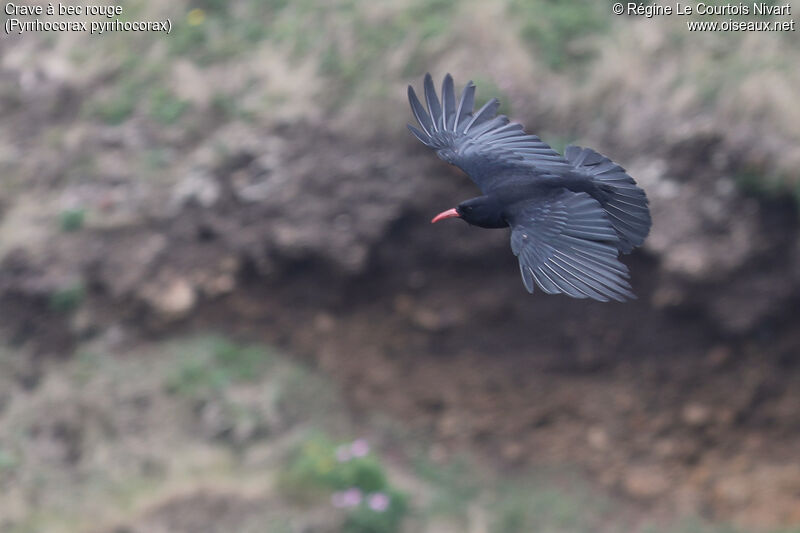 Red-billed Chough