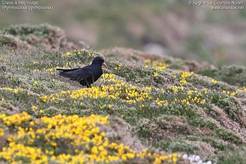 Red-billed Chough