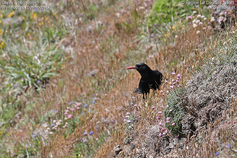 Red-billed Chough