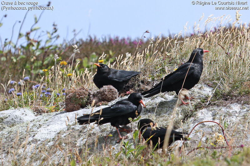 Red-billed Chough