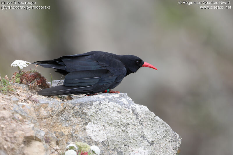 Red-billed Chough