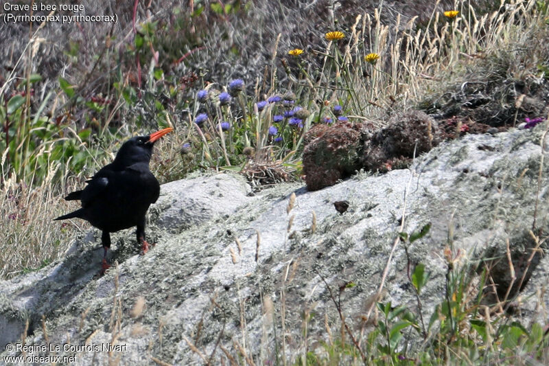 Red-billed Chough