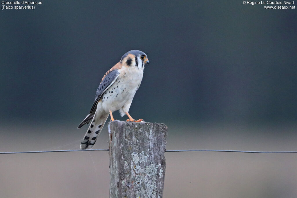 Crécerelle d'Amérique