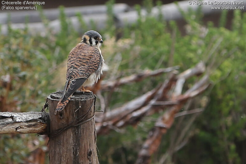 American Kestrel