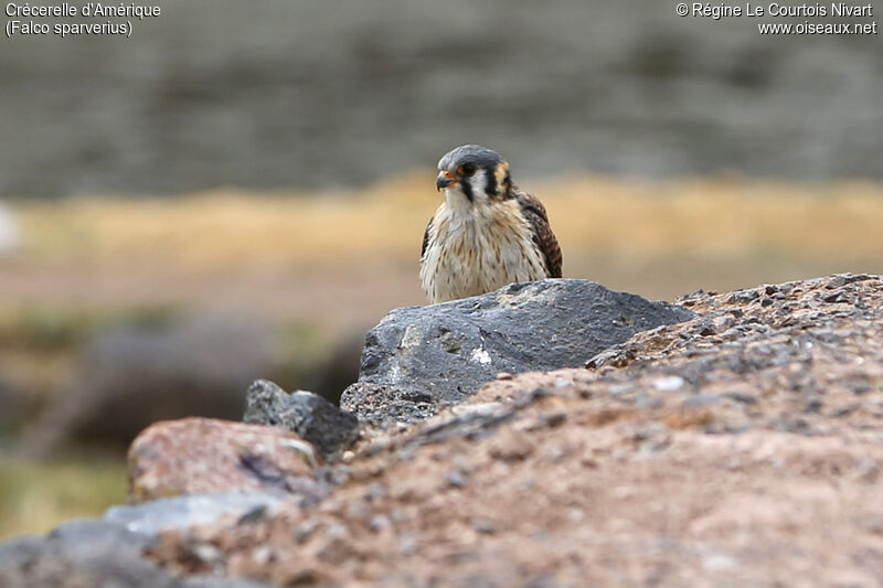 American Kestrel