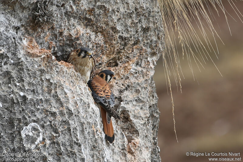 American Kestrel, feeding habits