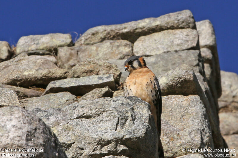 American Kestrel