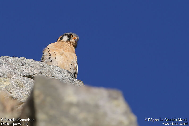 American Kestrel