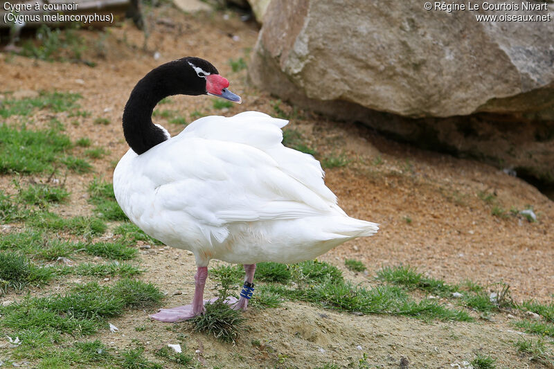 Black-necked Swan