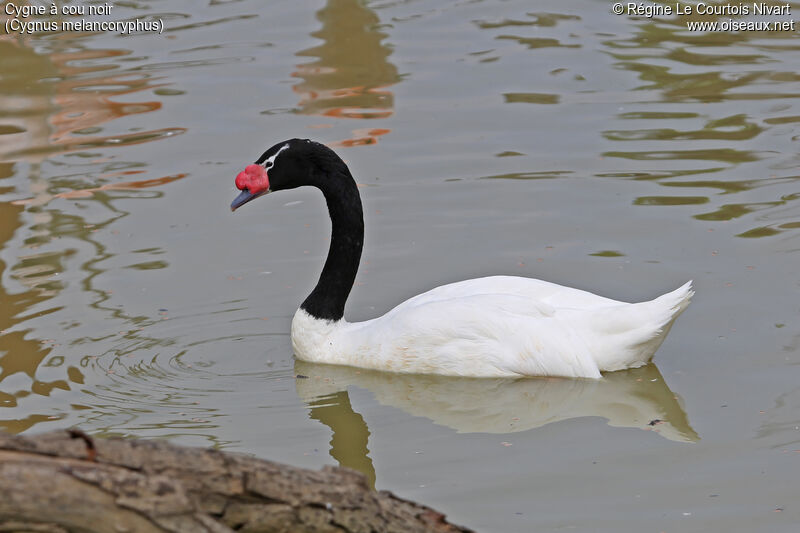 Cygne à cou noir