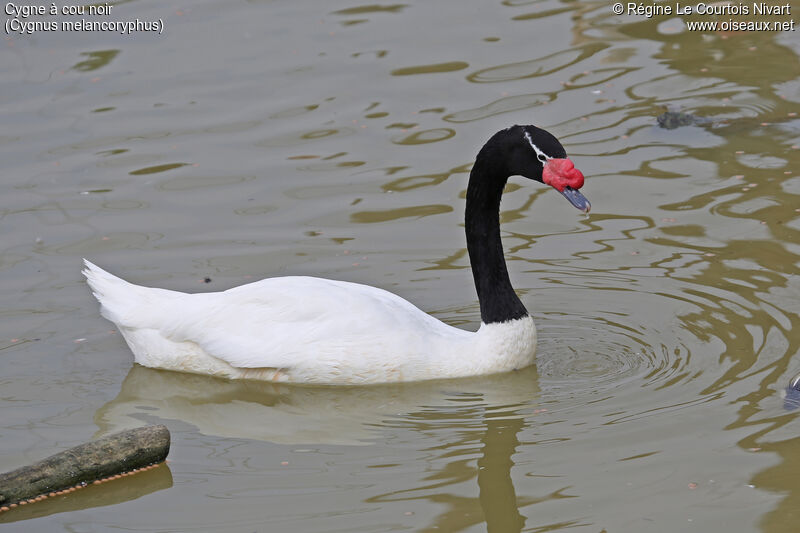 Black-necked Swan