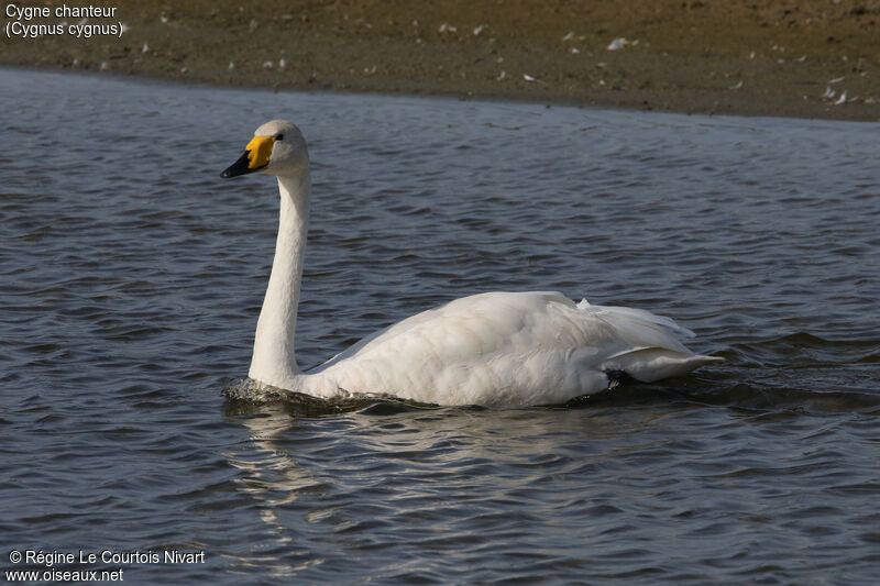 Cygne chanteuradulte