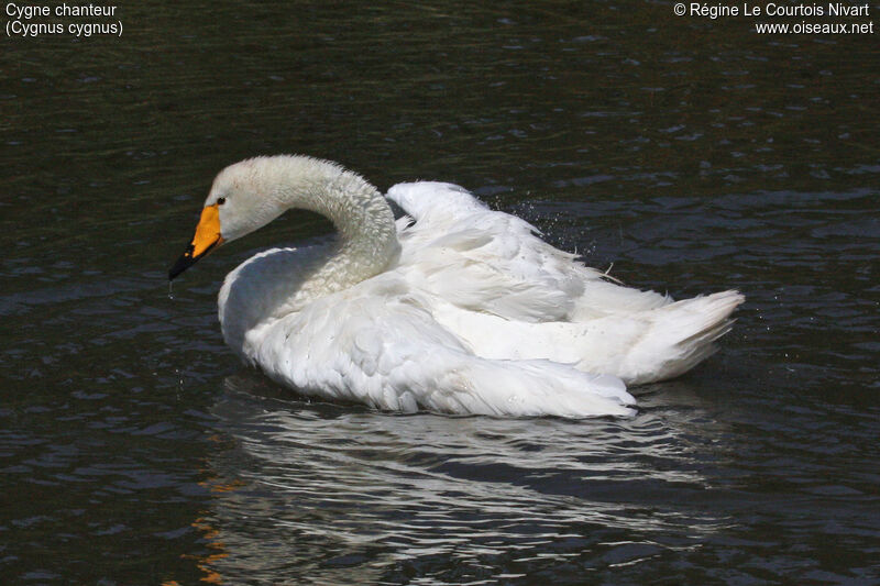 Cygne chanteur