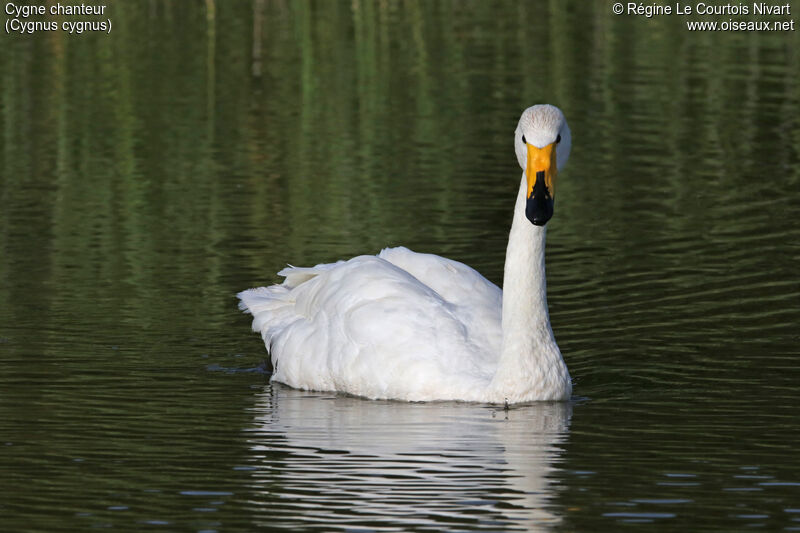 Cygne chanteur