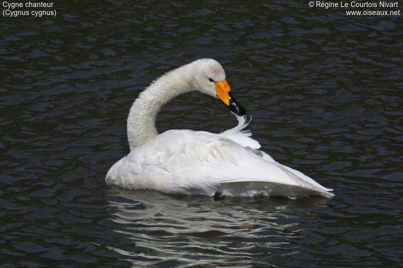 Cygne chanteuradulte