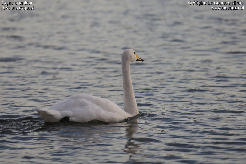 Cygne chanteur