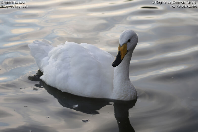 Whooper Swan