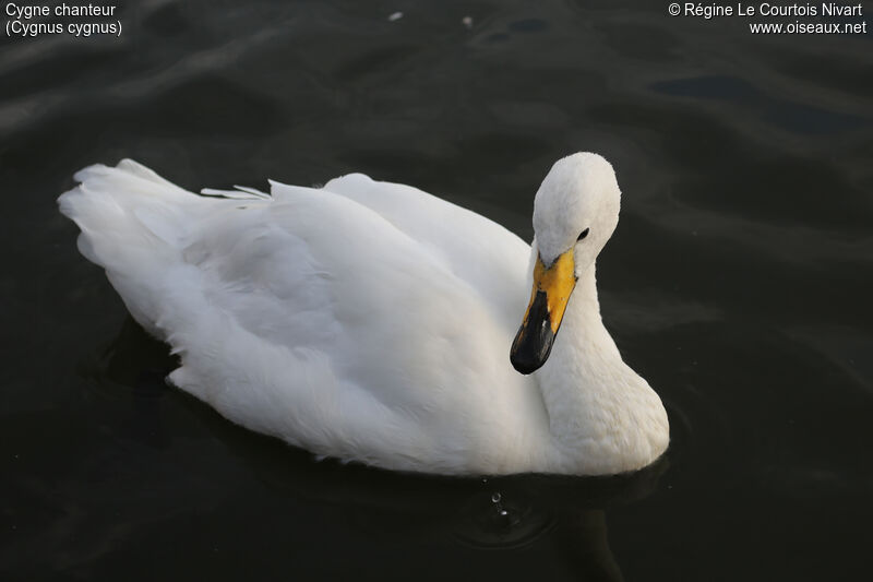 Whooper Swan