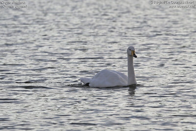 Whooper Swan