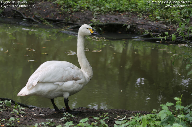 Tundra Swan