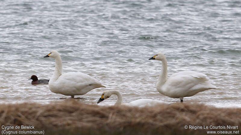 Tundra Swan