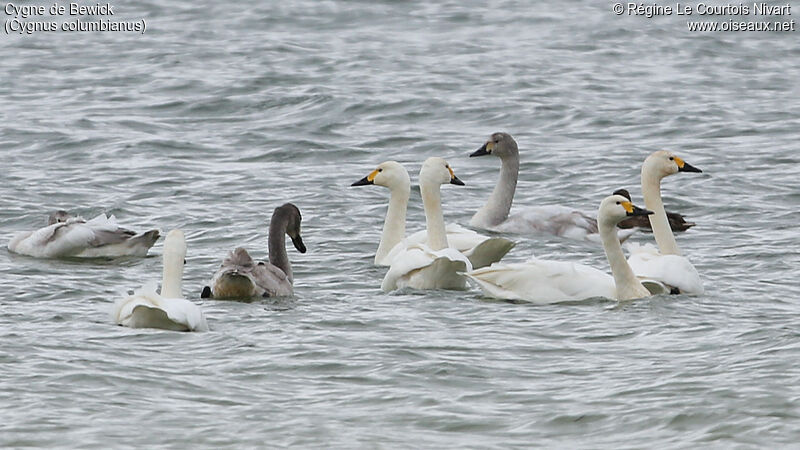 Cygne de Bewick