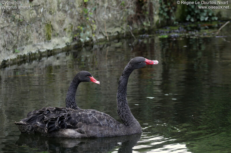 Black Swanadult