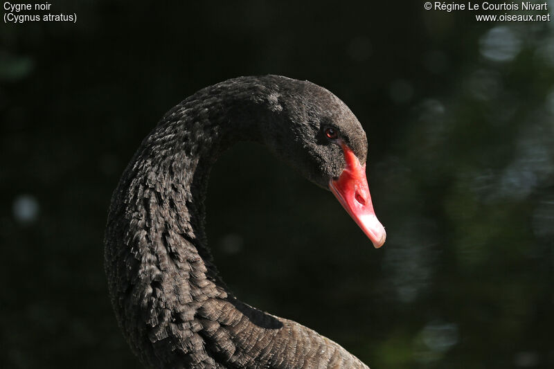 Cygne noir