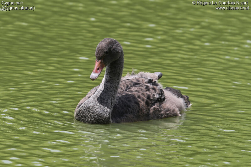 Cygne noirjuvénile