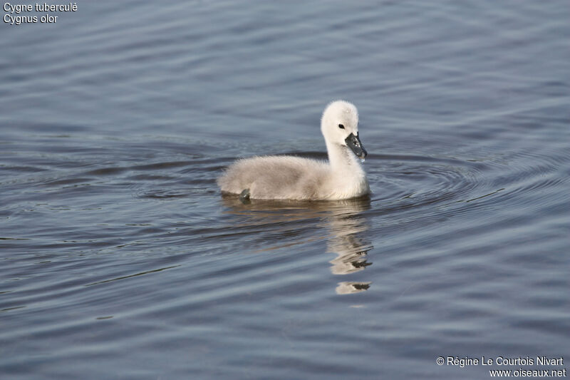 Cygne tuberculéjuvénile