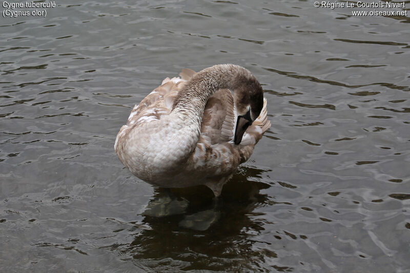 Cygne tuberculéimmature