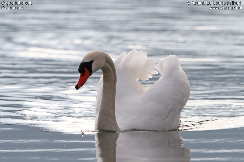 Cygne tuberculé