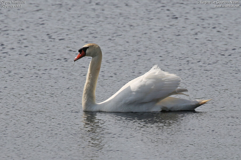 Cygne tuberculé