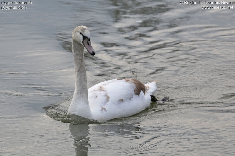 Cygne tuberculéimmature