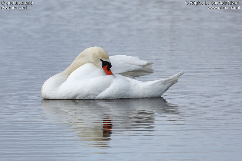 Cygne tuberculé