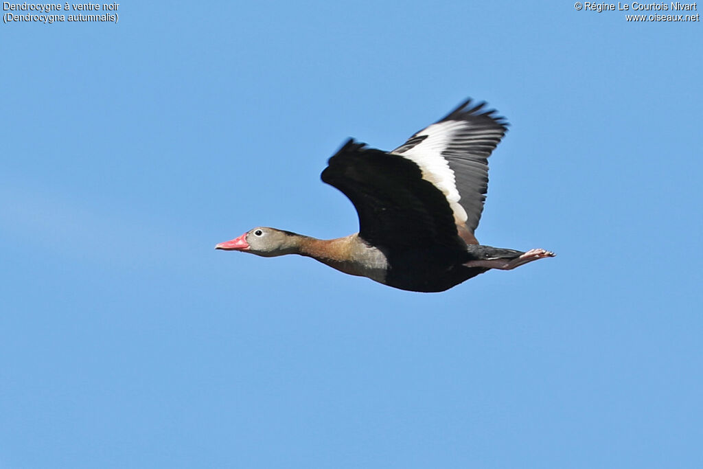 Dendrocygne à ventre noir, Vol