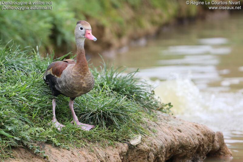 Black-bellied Whistling Duck