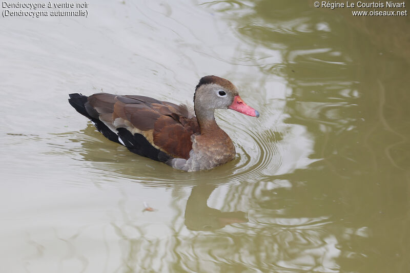 Dendrocygne à ventre noir