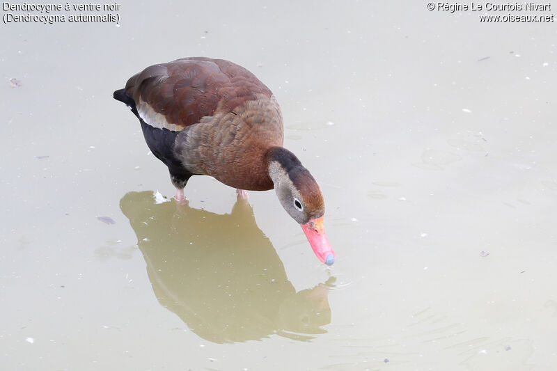 Dendrocygne à ventre noir