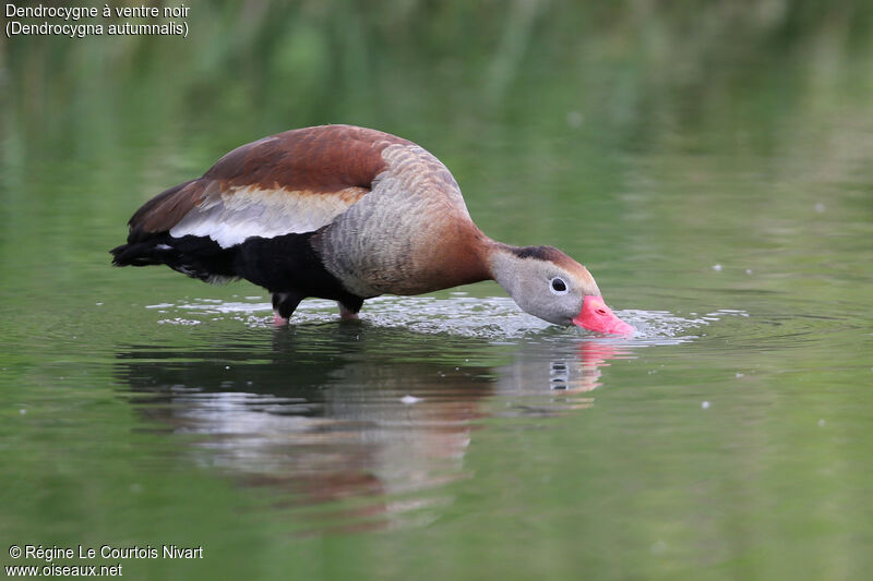 Dendrocygne à ventre noir