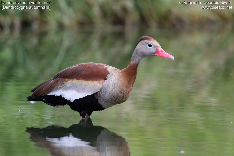 Dendrocygne à ventre noir